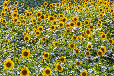 Full frame shot of sunflowers