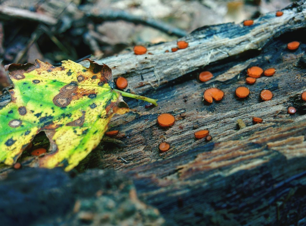 wood - material, selective focus, close-up, leaf, wooden, nature, wood, plank, textured, focus on foreground, outdoors, moss, day, log, surface level, tree stump, no people, high angle view, rough, growth