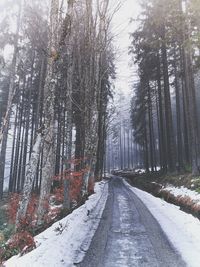 Road amidst trees in forest during winter