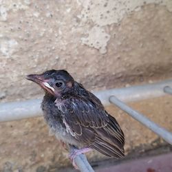 High angle view of bird perching on wall