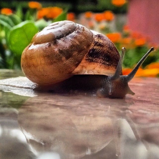 close-up, snail, animal shell, animal themes, focus on foreground, wildlife, one animal, selective focus, table, leaf, no people, nature, day, outdoors, animals in the wild, sunlight, still life, wood - material, animal antenna, shell