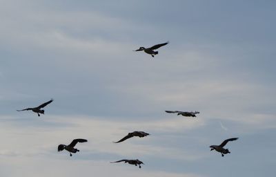 Low angle view of geese flying against sky