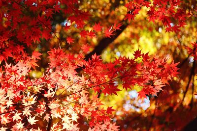 Close-up of maple leaves on tree