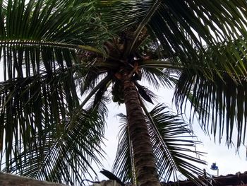 Low angle view of palm trees against sky