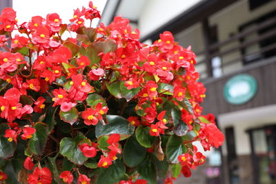 Close-up of red flowering plant