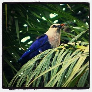 Close-up of bird perching on wall