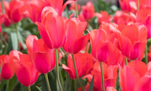 Close-up of tulips blooming on field