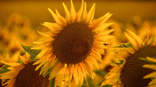 Close-up of sunflower