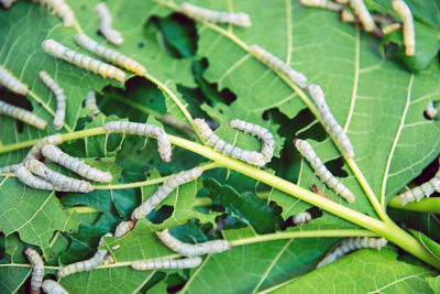 Group of silkworms eating mulberry leaves 