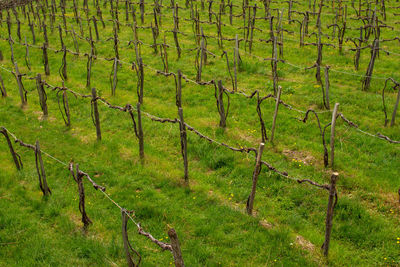 Scenic view of field seen through fence