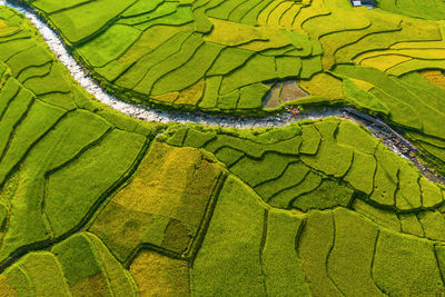 Full frame shot of terraced field