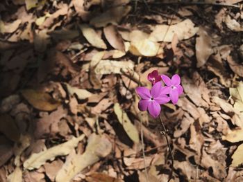 Close-up of pink flowers blooming outdoors