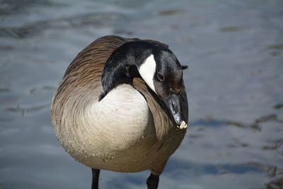 Close-up of canada goose by lake
