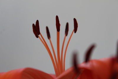 Close-up of hand against red plant