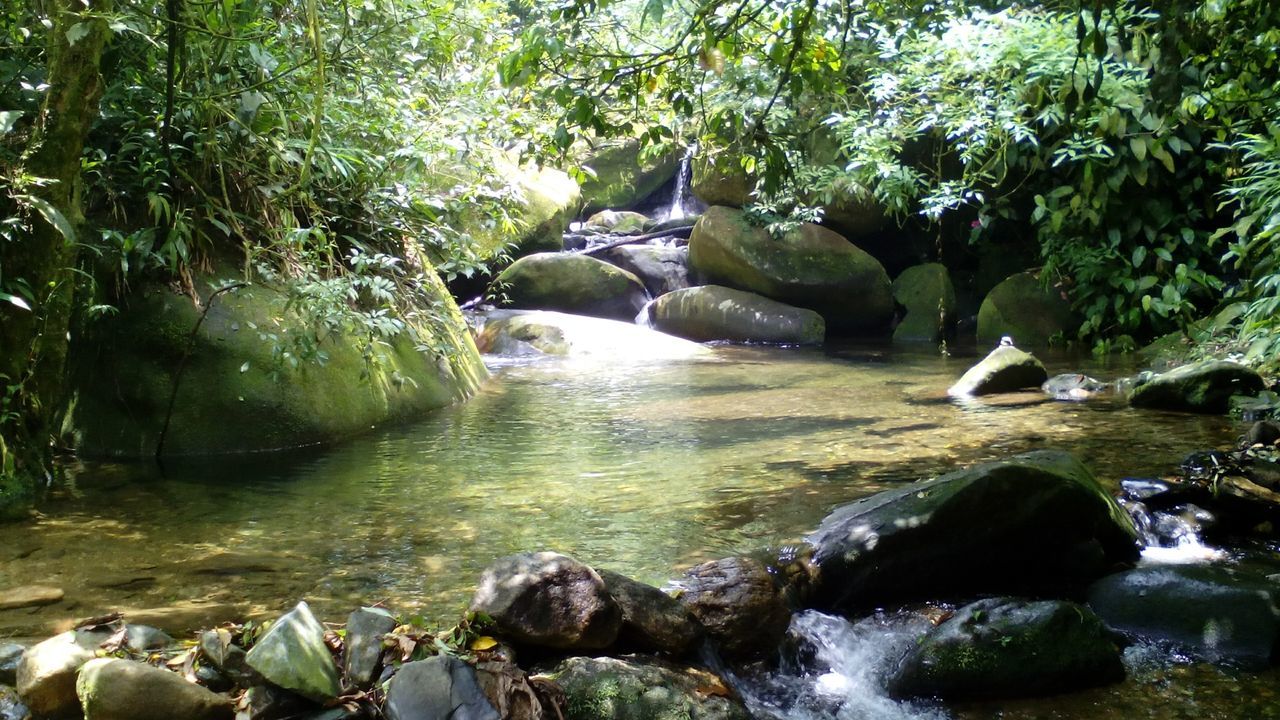 water, flowing water, rock - object, tree, stream, flowing, beauty in nature, waterfall, motion, nature, forest, scenics, river, green color, rock, tranquility, tranquil scene, growth, waterfront, idyllic