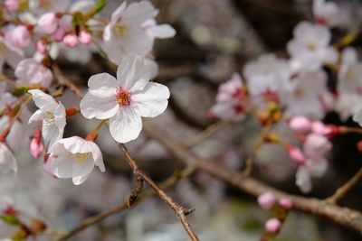 Close-up of white flowers blooming on tree