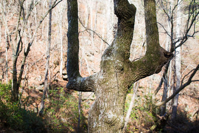 Trees in forest