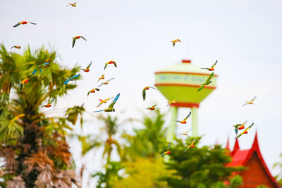 Low angle view of birds flying in the sky