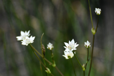 Close-up of white flowering plant