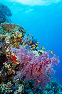 Colourful reef of the red sea 