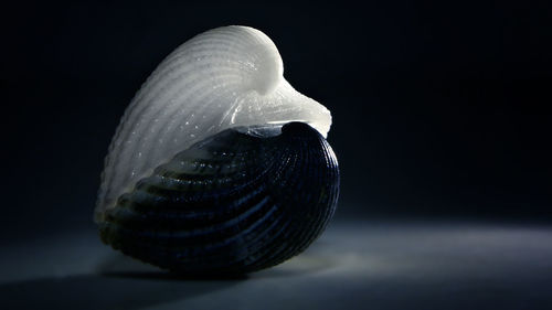Close-up of seashell against black background
