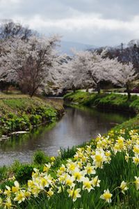 Scenic view of lake and yellow flowers against sky