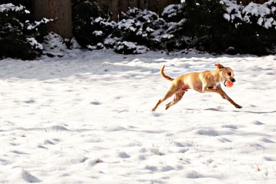 Chihuahua carrying ball in mouth while running on snow