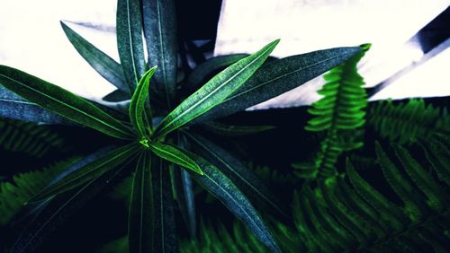 Close-up of potted plant