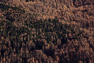 Seasonal autumnal scenery in highlands. alpine landscape