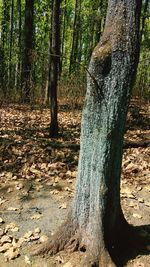 Close-up of tree trunk