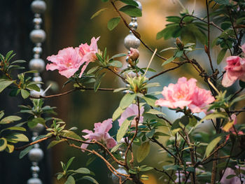 Close-up of flowers