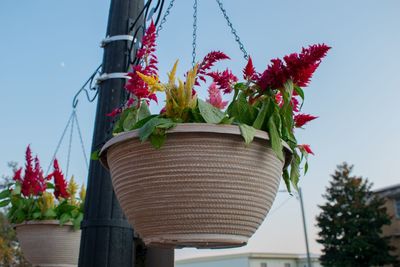 Low angle view of red flowering plant against sky