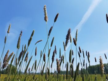 Low angle view of stalks in field against blue sky