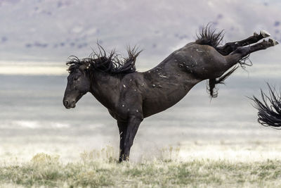View of a horse running on field