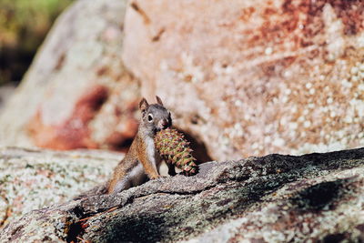 Close-up of squirrel on rock