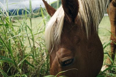 Close-up of horse