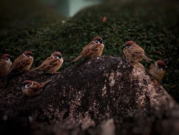 Close-up of birds perching on a land