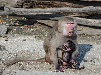 High angle view of monkey feeding infant