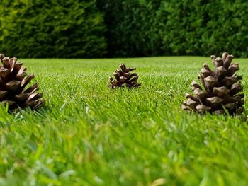 Close-up of mushrooms on grass