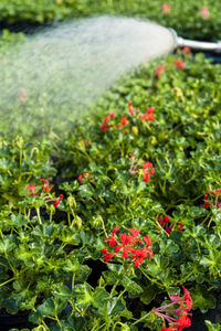 Plants growing in a park