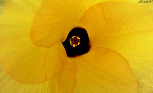 Close-up of yellow flower pollen