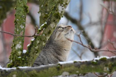 Close-up of squirrel on tree