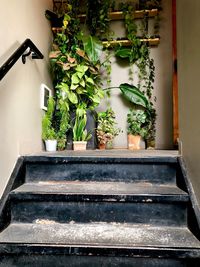 Potted plants on staircase of house