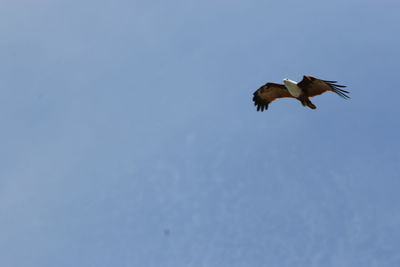 Low angle view of eagle flying against clear sky