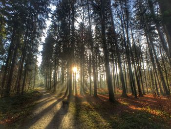 Trees in forest