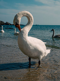 Swans swimming in lake