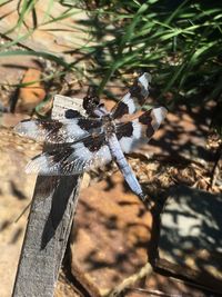 Close-up of dragonfly on leaf