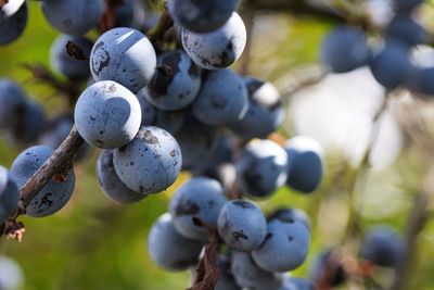 Close-up of grapes