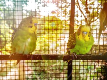 Close-up of parrot in cage