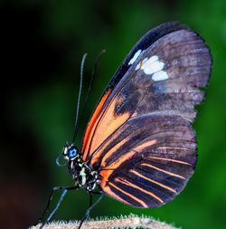 Close-up of butterfly pollinating flower